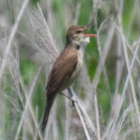 Oriental Reed Warbler
